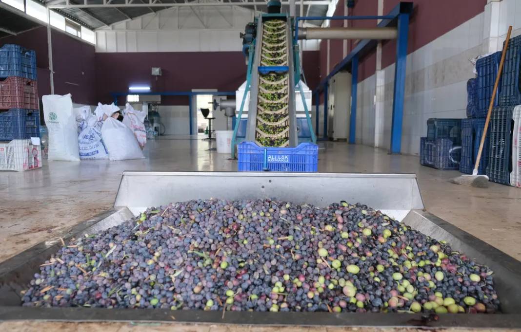 Alanya’da Zeytin Rekoltesi Yüzde 40 Düştü! 2